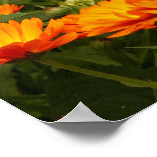 Poster Ringelblume (Coin)