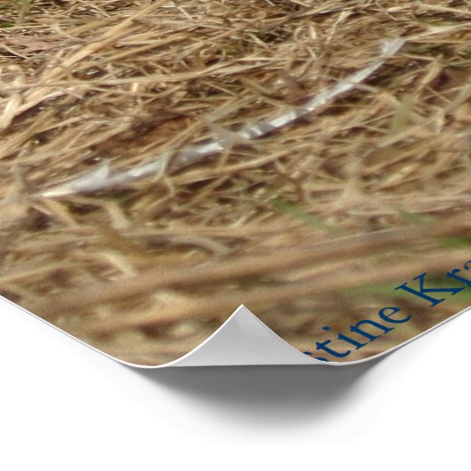 Poster Ringneck Pheasant (Coin)