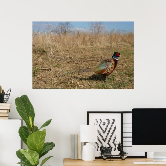 Poster Ringneck Pheasant (Bureau à domicile)