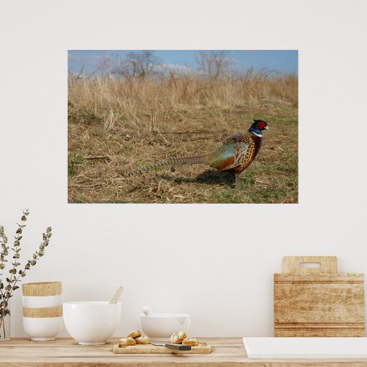 Poster Ringneck Pheasant (Cuisine)