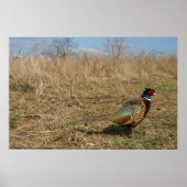 Poster Ringneck Pheasant (Devant)