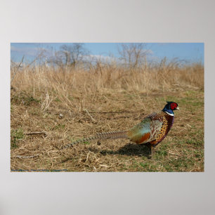 Poster Ringneck Pheasant