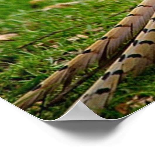 Poster Ringneck Pheasant (Coin)