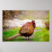 Poster Ringneck Pheasant (Devant)