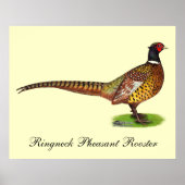 Poster Ringneck Pheasant Rooster (Devant)