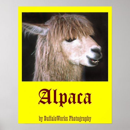 Poster Ringo l'affiche d'Alpaca (Devant)