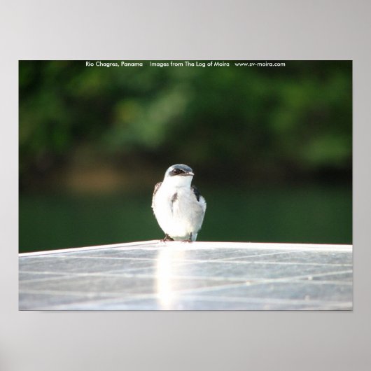 Poster Rio Chagres, Panama (Devant)