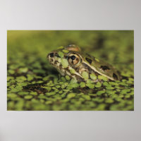 Rio Grande Leopard Frog, Rana berlandieri,