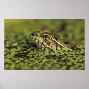 Poster Rio Grande Leopard Frog, Rana berlandieri,
