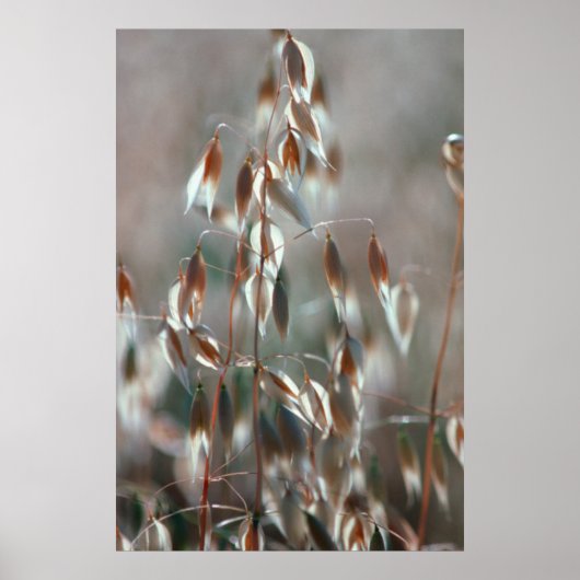 Poster Ripe Oats Ceres, Boland (Devant)