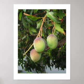 Poster Ripening