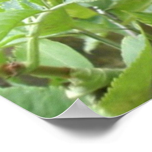 Poster Ripening Elderberries Imprimer (Coin)