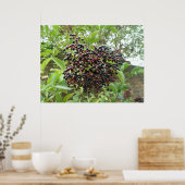 Poster Ripening Elderberries Imprimer (Cuisine)