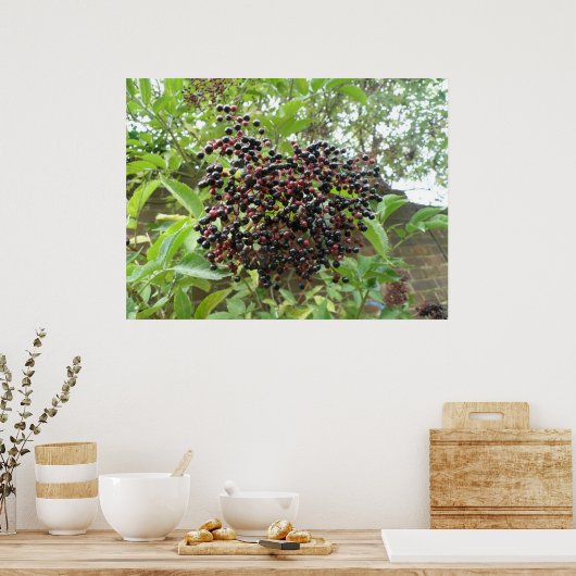 Poster Ripening Elderberries Imprimer (Cuisine)