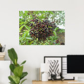 Poster Ripening Elderberries Imprimer (Bureau à domicile)