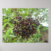 Poster Ripening Elderberries Imprimer (Devant)