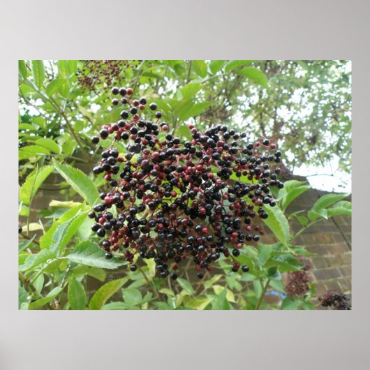 Poster Ripening Elderberries Imprimer (Devant)