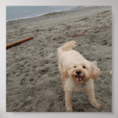 Poster rire2 (Devant)