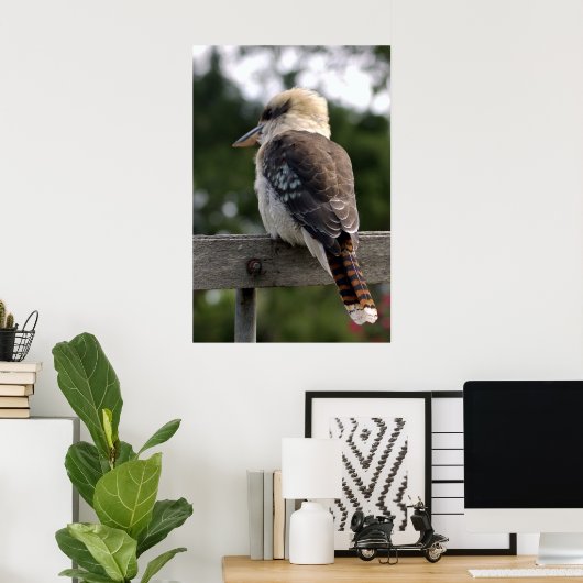 Poster Rire Kookaburra (Bureau à domicile)