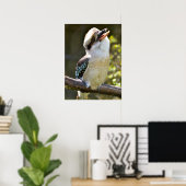Poster Rire Kookaburra perché sur la succursale Postcard  (Bureau à domicile)