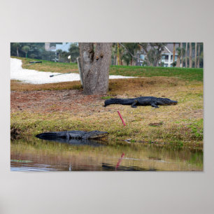 Poster Risque d'alligator sur le terrain de golf