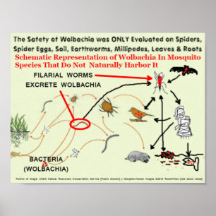 Poster Risques Wolbachia-Infectés de moustique par