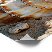Poster Rive tranquille : Coquillage au bord de l'océan (Coin)