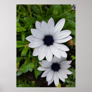 Poster River on white