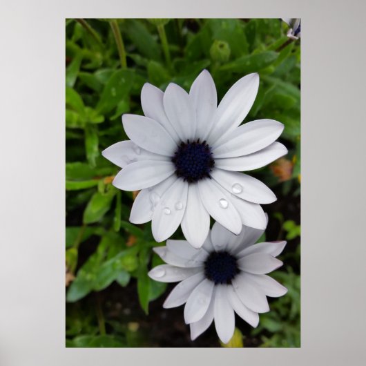 Poster River on white (Devant)