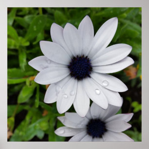 Poster River on white