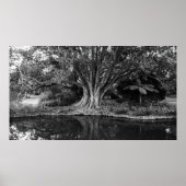 poster rivierbomen (Voorkant)