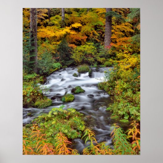 Poster Rivière à travers la forêt, Automne, Oregon (Devant)