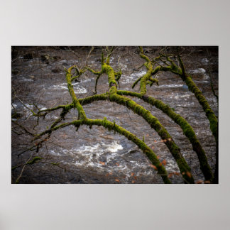 Poster Rivière Bran - Ermitage de Dunkeld