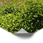 Poster Rivière Crooked, Oregon (Coin)