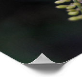 Poster Rivina humilis (Coin)