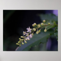 Rivina humilis
