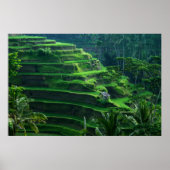 Poster Riz Fields Bali Indonésie (Devant)