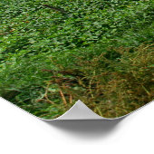 Poster rizières au cambodge (Coin)