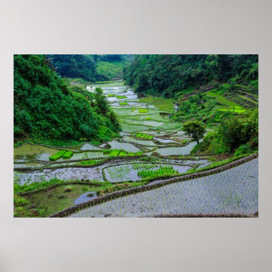Poster Rizières de Banaue, Luzon (Devant)