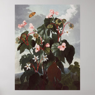 Poster RJ Thornton - Begonia à feuilles obliques