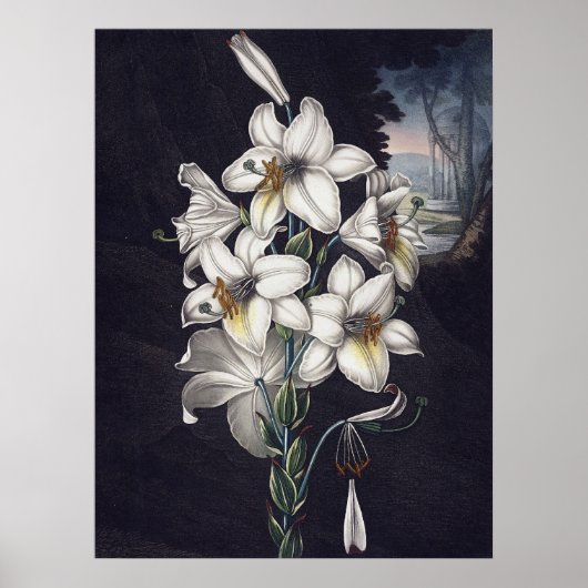 Poster RJ Thornton - La Lys Blanche (Devant)