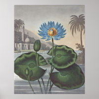 RJ Thornton - La Lys D'Eau Bleue Égyptienne