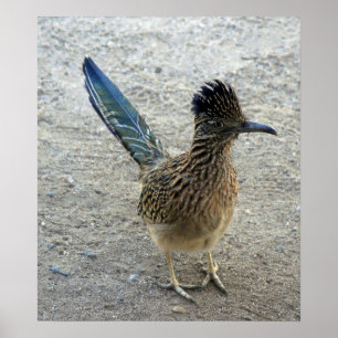 Poster Roadrunner de signal sonore de signal sonore
