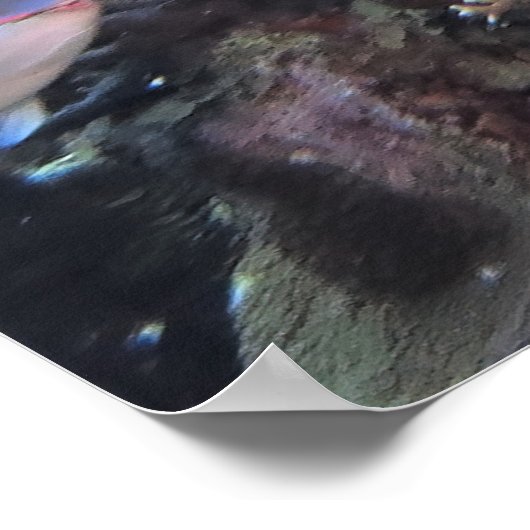 Poster Roatan Hawksbill (Coin)