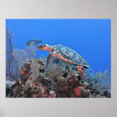 Poster Roatan Hawksbill (Devant)