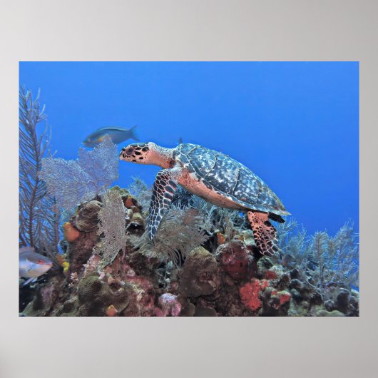 Poster Roatan Hawksbill (Devant)