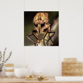 Poster Robber Fly Profile Asildae Artistic Close Up (Cuisine)