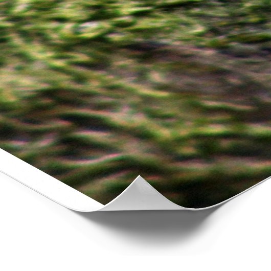 Poster Robbin Redsein (Coin)