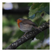 Poster Robin (Devant)