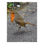 Poster Robin (Devant)